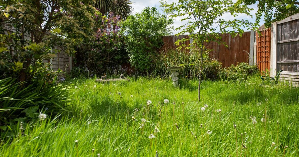 Gardening expert Alan Titchmarsh reveals how to know your garden needs water Ipso logo
