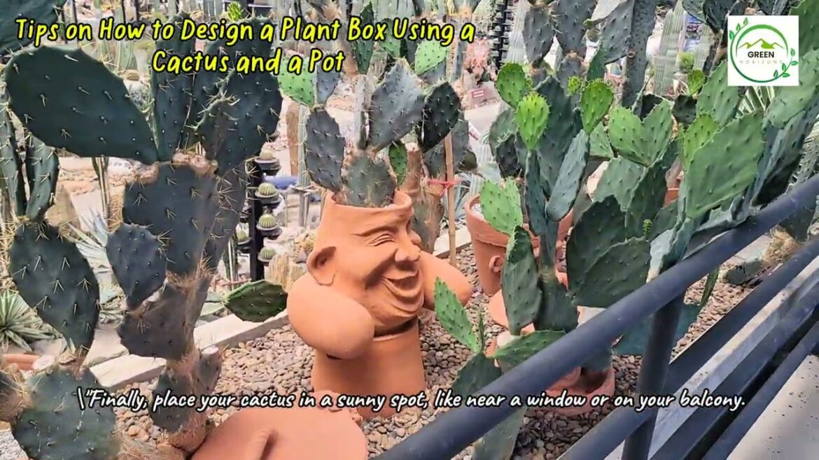 Tips to Design a Cactus Plant Box in a Pot | Easy Gardening Ideas Tips to Design a Cactus Plant Box in a Pot | Easy Gardening Ideas