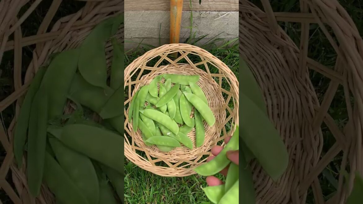 #harvesting  Fresh Organic Snow #peas   #garden #asmrharvesting #harvesttime #growyourownfood