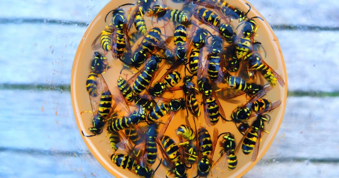 Gardener shares four-ingredient hack for wasp trap that ‘bees won’t go near’ Ipso logo