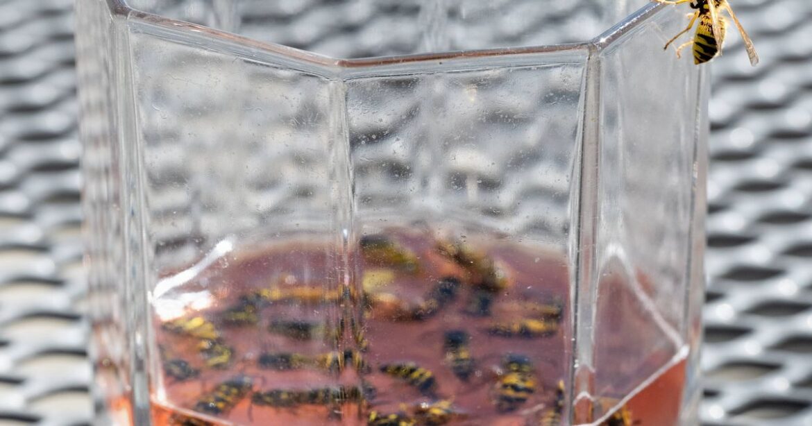 Gardener shares four-ingredient wasp trap to ‘stop them being a nuisance’ Ipso logo