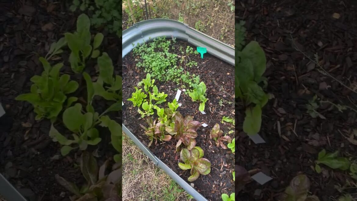 👩🏼‍🌾 Zone 5b/6a #containergarden #july