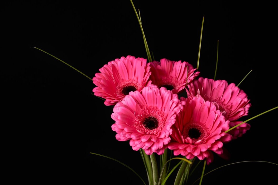 Ask the Master Gardener: Colorful gerbera daisies bloom in cycles – Brainerd Dispatch Ask the Master Gardener: Colorful gerbera daisies bloom in cycles - Brainerd Dispatch