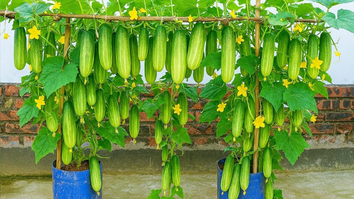 Container Gardening: Fast-Growing Cucumbers with High Yields Container Gardening: Fast-Growing Cucumbers with High Yields