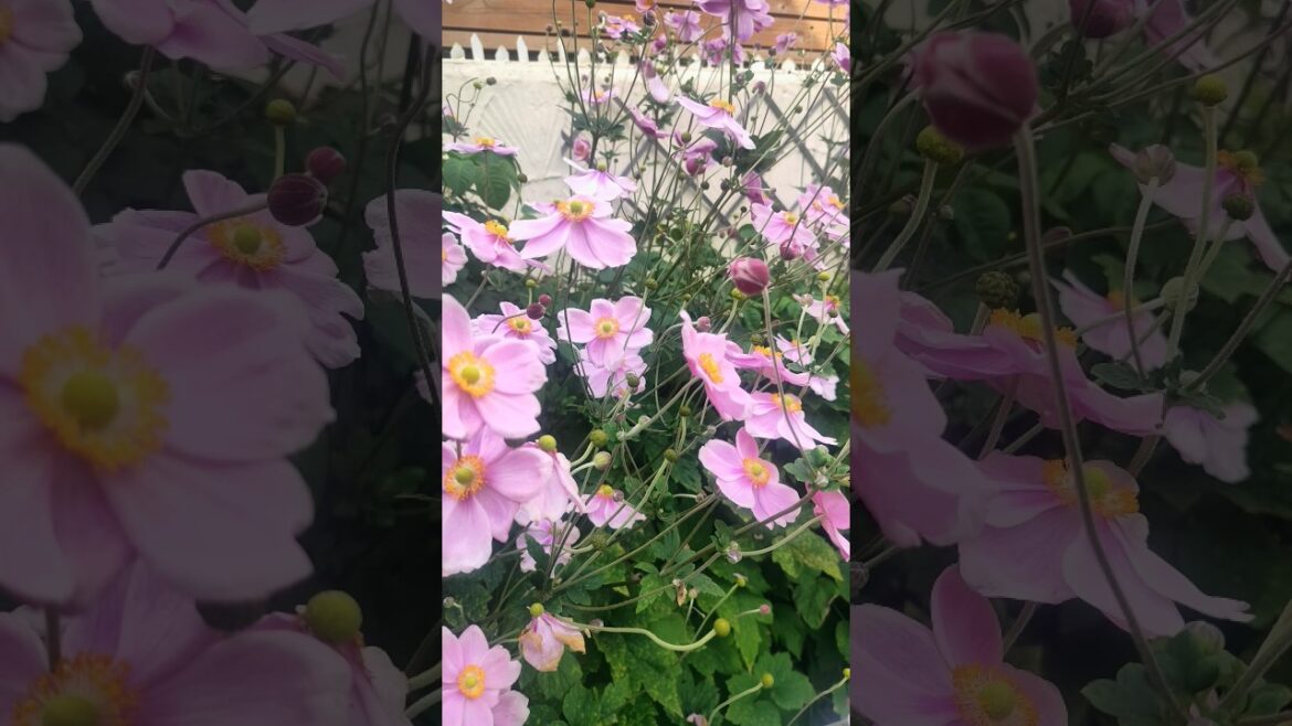 Gardening trend#johngeo