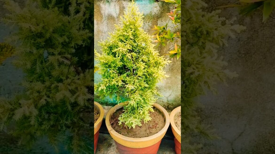 lemon Cypress plant care #lemoncypress#plantcare #garden #ytbshorts #new#flowers #viralshort #treand lemon Cypress plant care #lemoncypress#plantcare #garden #ytbshorts #new#flowers #viralshort #treand