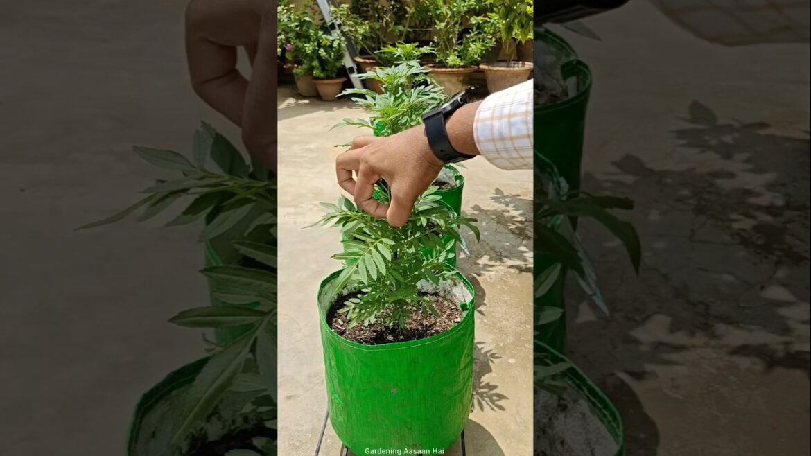 Simple Tip To Get More Flowers in Marigold || Marigold care tips