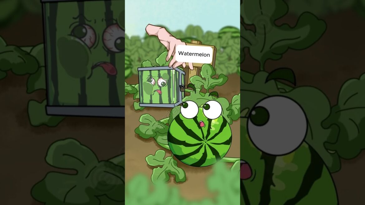 S63| Square watermelon growing method #GardenOfGoro #GardeningTips #cartoon S63| Square watermelon growing method #GardenOfGoro #GardeningTips #cartoon