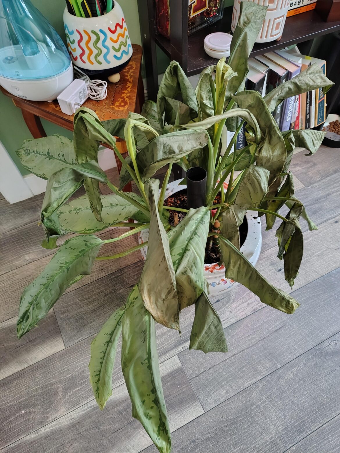 I forgot my bfs new plant in the car 😭