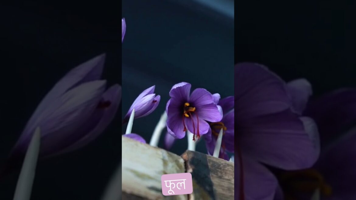 Beautiful flowers #flowers #flower #floriculture #beauty #beautyfulflowers #monsoon #love