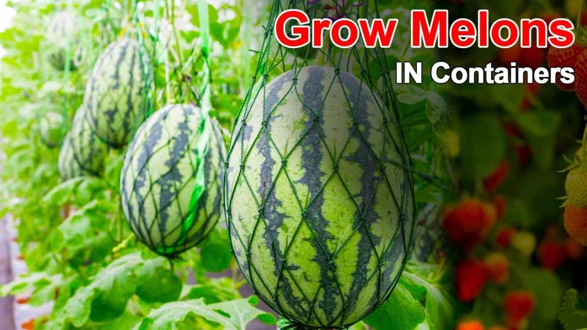 Container Gardening Grow Juicy Watermelons at Home Container Gardening Grow Juicy Watermelons at Home