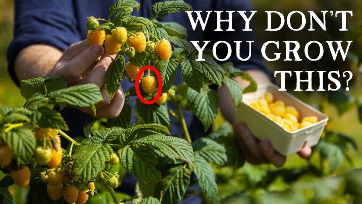 Huw Richards: The Amazing Fruit That Nobody Talks About The Amazing Fruit That Nobody Talks About