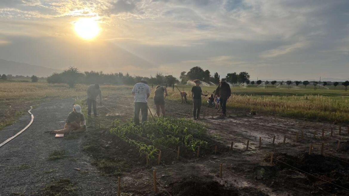 Utah State University students create Indigenous garden with professor with Shoshone roots Utah State University students create Indigenous garden with professor with Shoshone roots