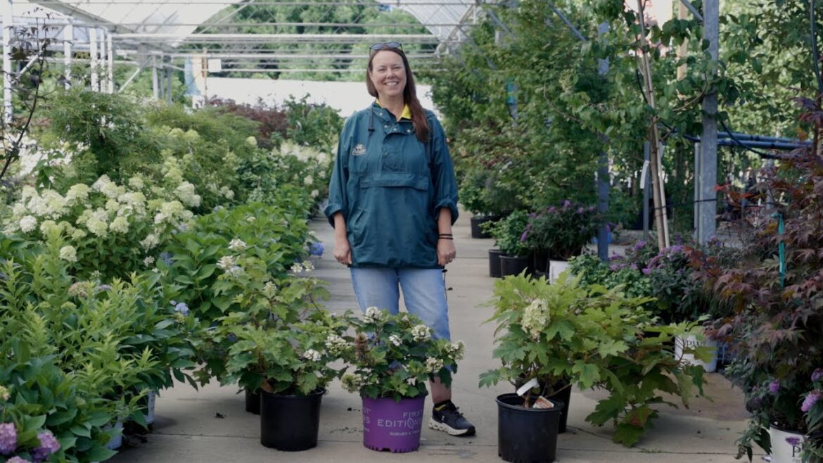 PETITTI Oakleaf Hydrangea Spotlight | How to Grow & Care For Hydrangea quercifolia PETITTI Oakleaf Hydrangea Spotlight | How to Grow & Care For Hydrangea quercifolia