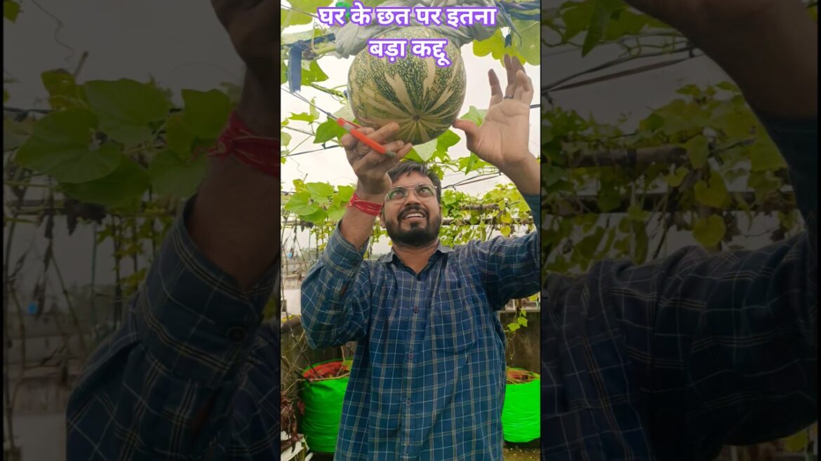 terrace garden or vegetable harvesting #terracegardeningideas #homegardening #kitchengardeningtips terrace garden or vegetable harvesting #terracegardeningideas #homegardening #kitchengardeningtips