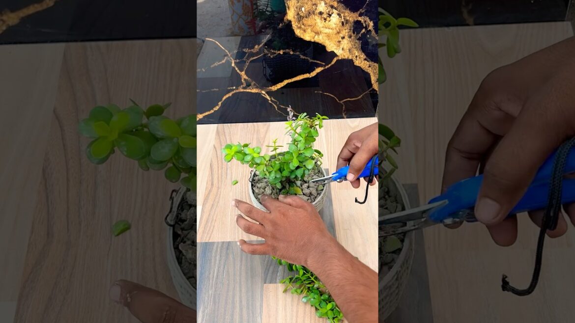 How to care Jade plant in monsoon #jadeplant #jade #garden #gardening #plants #houseplants #bonsai