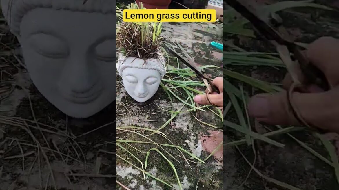 Lemon grass cutting  .. #gardening #terracegardenindia #gardendesign #garden #plantsofindia #tea