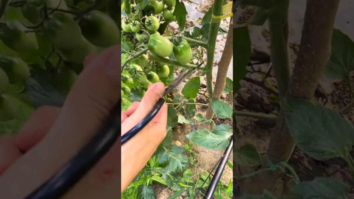 Tomatoes Pruning Techniques to High Yield #satisfying @HappyFarm85