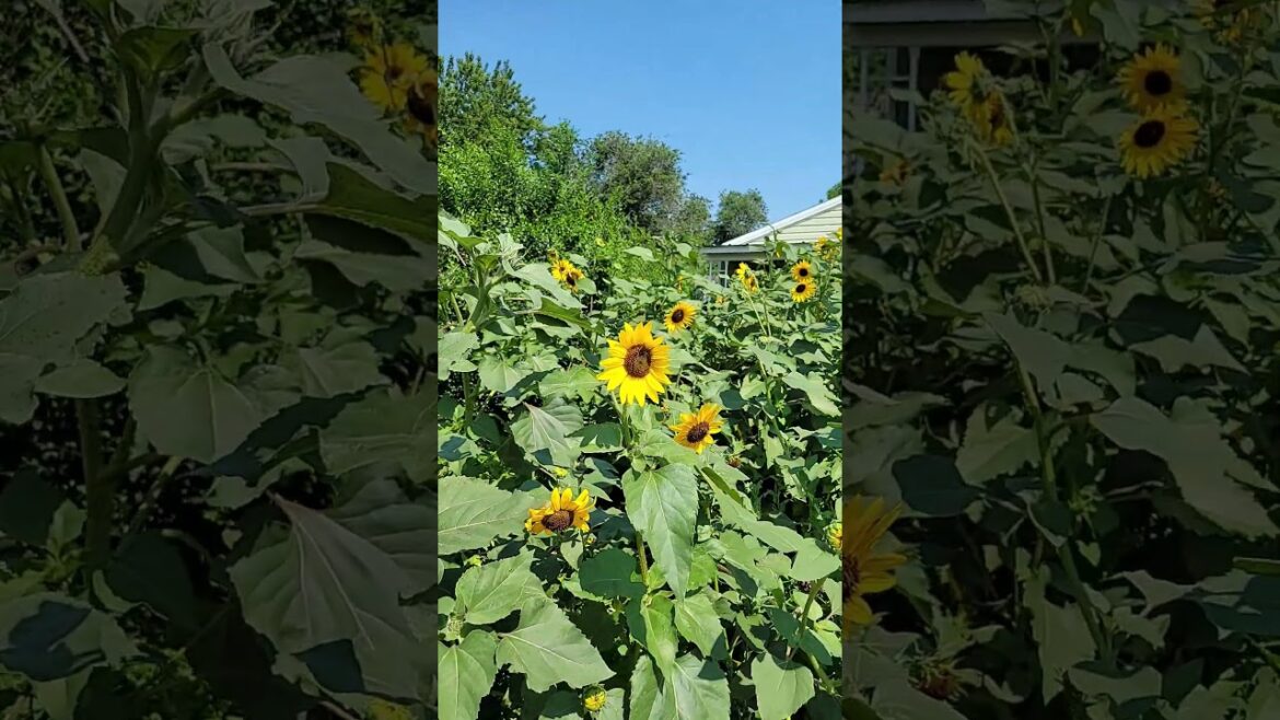 My neighbors version of yard maintenance~ #sunflower#yardmaintenance #12'tall