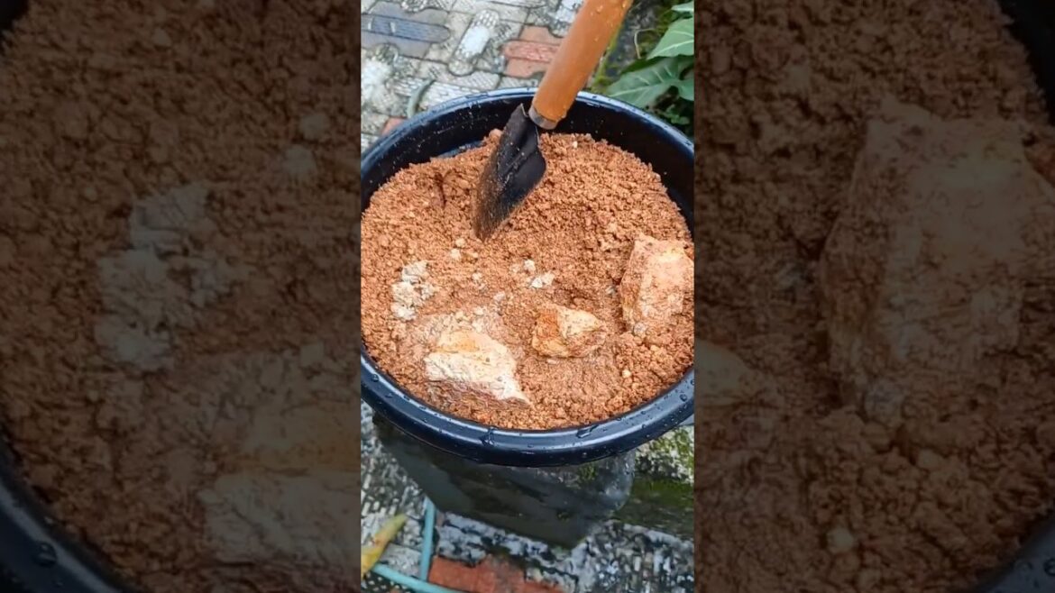 Gardening trend #johngeo