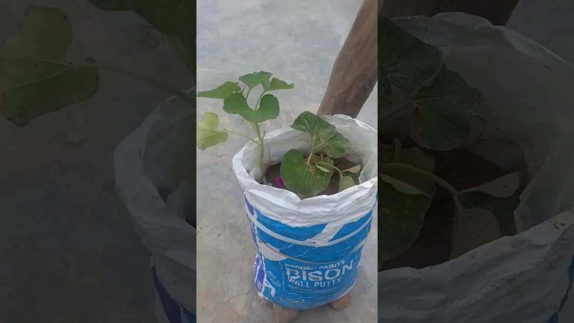 lauki ka paudha #tarrecegarden #lauki #vegetablegardening #vegetablegardening #akchukafun