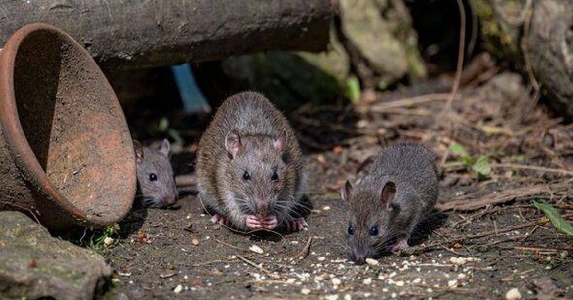 Banish rats from your garden by ditching one common item they love Ipso logo