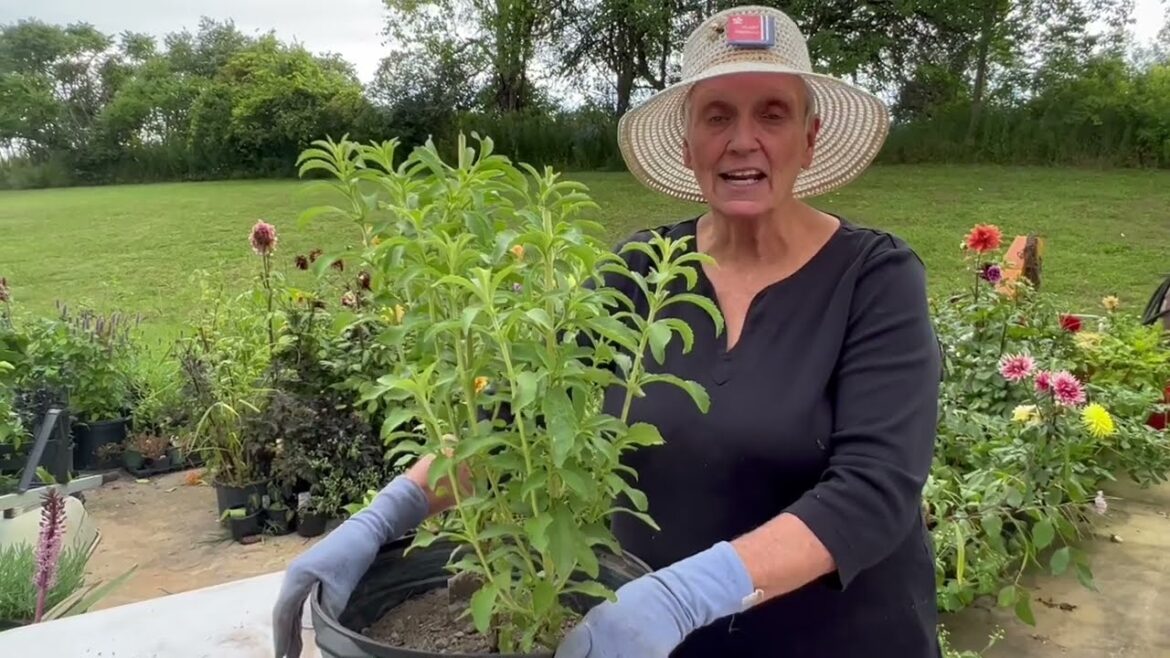 Planting Stevia in Containers, Part II - Container Gardening with Herbs