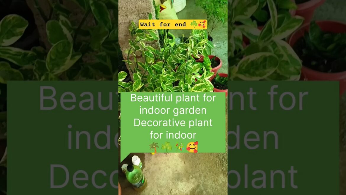 beautiful plant ! indoor plant ! #trendingshorts #gardening #trends #trendingshorts#newshorts#beauty beautiful plant ! indoor plant ! #trendingshorts #gardening #trends #trendingshorts#newshorts#beauty