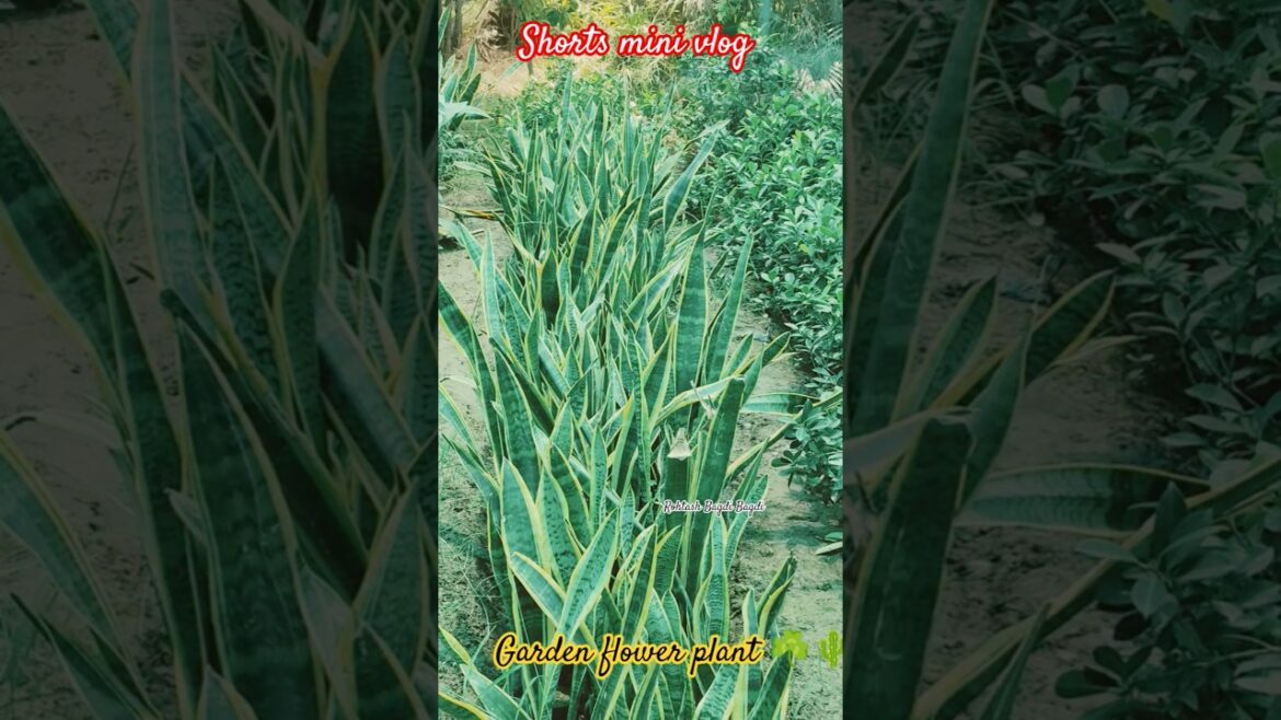 new vlog video ☘️Garden plans for House🏡#shorts#trending#minivlog #Garden#flower#plants#viral#Vlog new vlog video ☘️Garden plans for House🏡#shorts#trending#minivlog #Garden#flower#plants#viral#Vlog