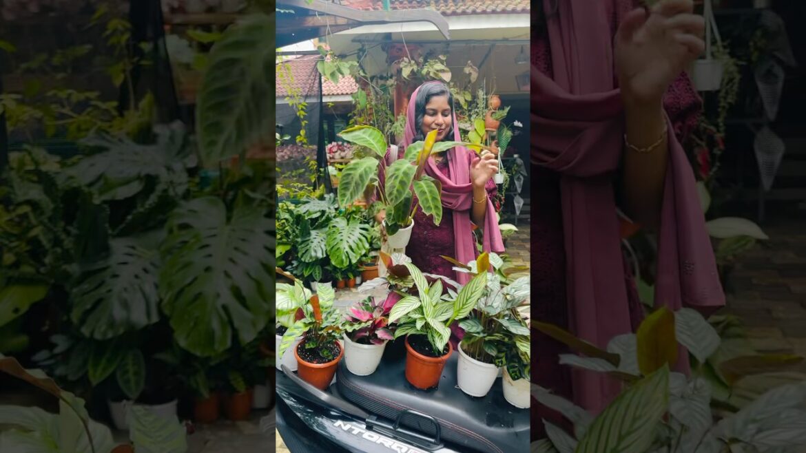 #8921939101 #plants #gardendesign #home #dendrobium #redaglaonema  #garden #gardenlandscaping