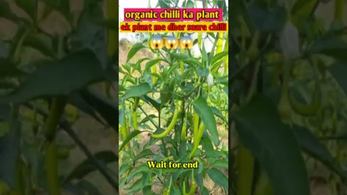 organic Chili ka plant !.#gardening#farming#shortfeed#satisfying organic Chili ka plant !.#gardening#farming#shortfeed#satisfying
