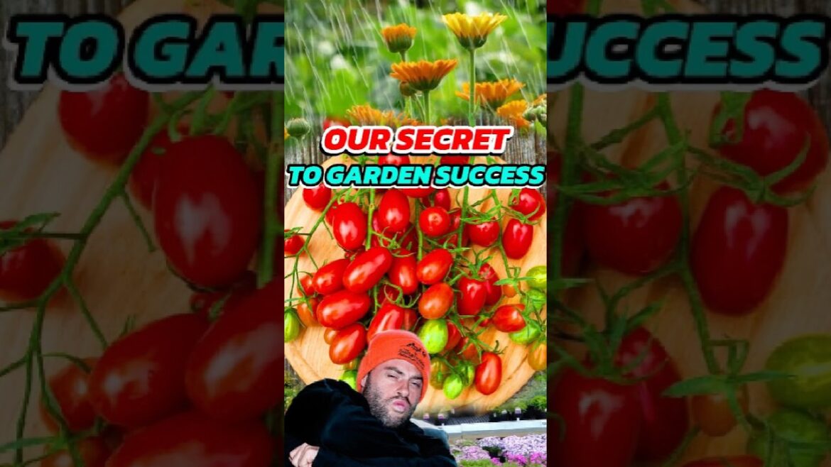 How We Got Tomatoes to Grow Like Crazy With This Trick!