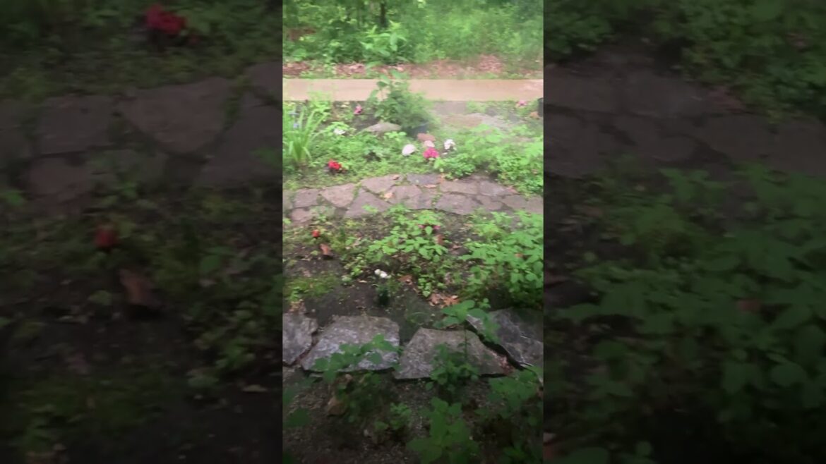 Zen garden in the rain #garden #landscape #japanese