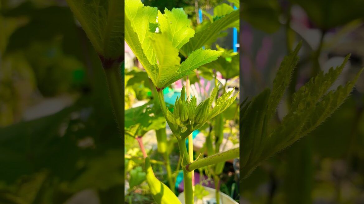 #zone5 #growing #okra #container #gardening #zone5 #growing #okra #container #gardening