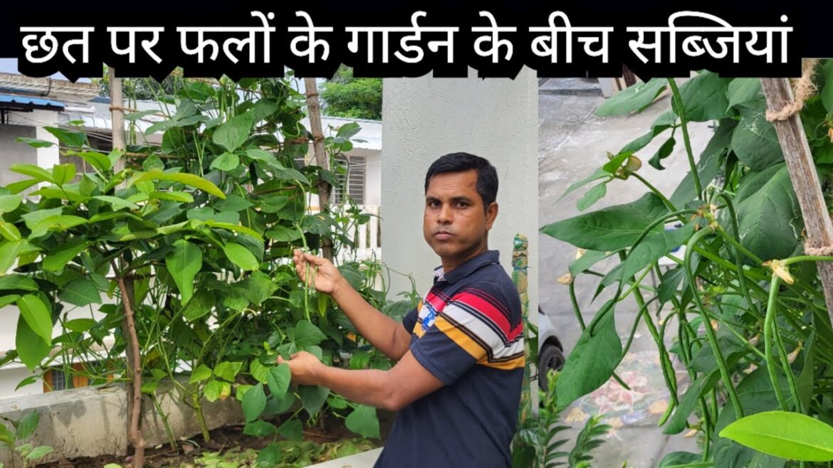Vegetable gardening among Fruit garden || Mix Gardening  on Terrace || Kitchen Gardening