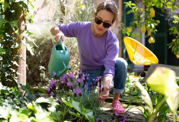 Woman watering lavender plant