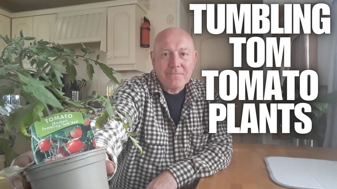 How To Grow Tumbling Tom Tomato Plants [Container Gardening ]