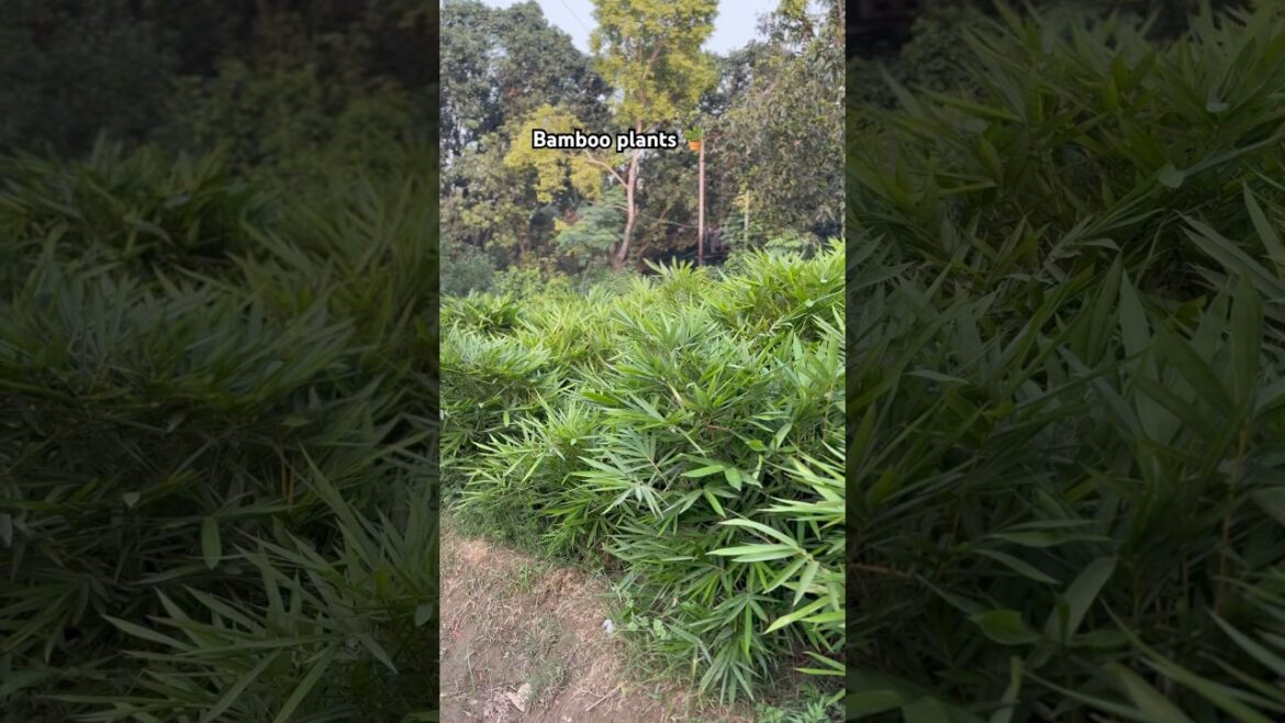 Bamboo plants 🪴 available​⁠@WorldPlantation.nursery #nursery #plantsofindia #garden #supply