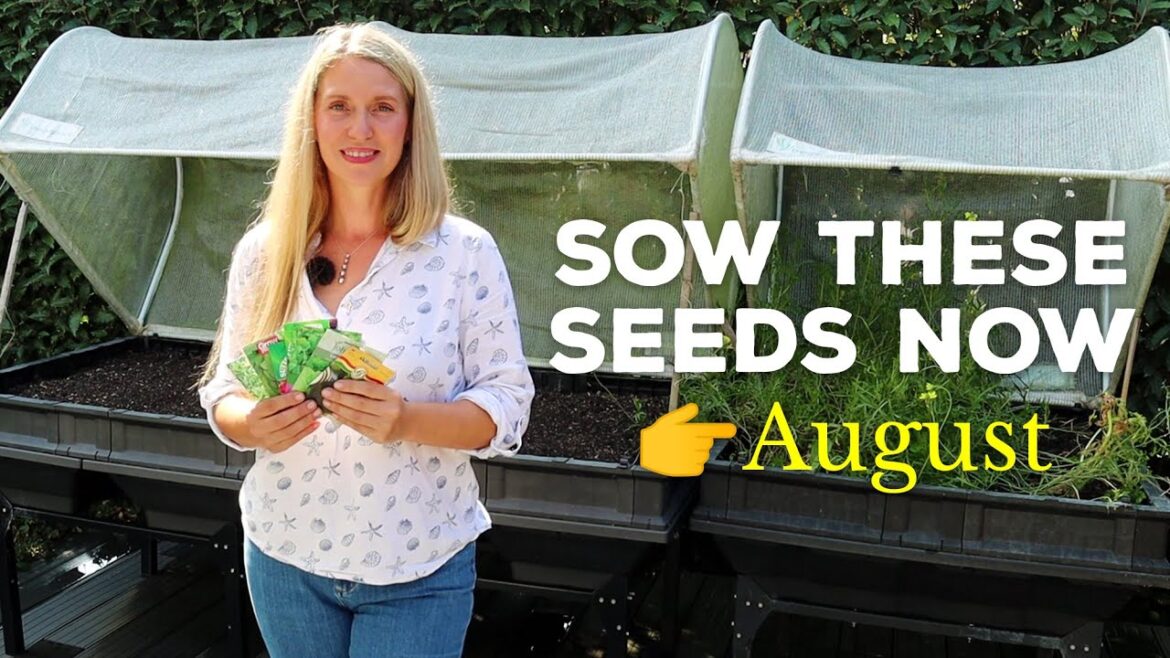 16 Vegetable Seeds to Sow Now for Autumn Harvests 16 Vegetable Seeds to Sow Now for Autumn Harvests