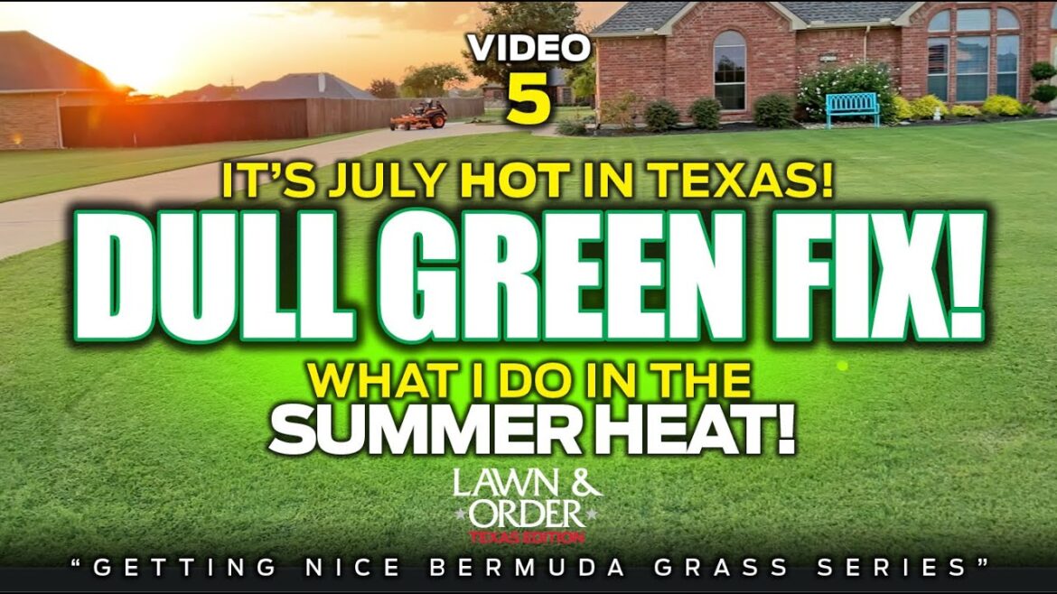 🌱Grass Looking DULL? Here's How I Bring It Back! ☀️