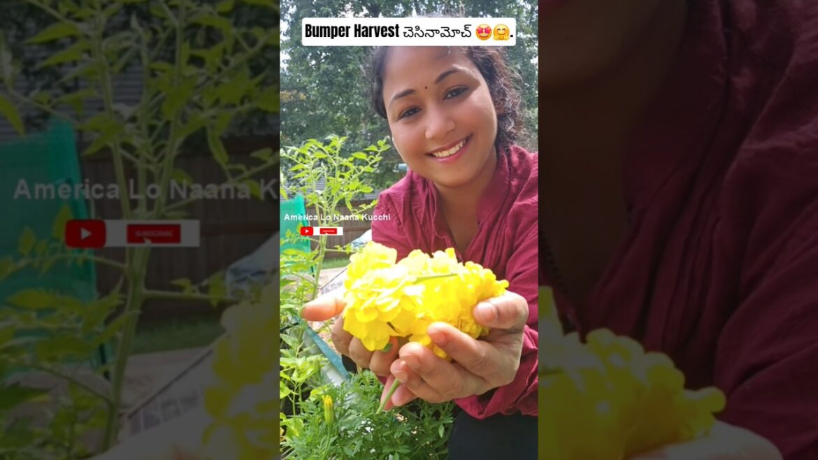 Bumper Harvest చెసినామోచ్ 🤩 || Youtubeshorts || Shorts Bumper Harvest చెసినామోచ్ 🤩 || Youtubeshorts || Shorts