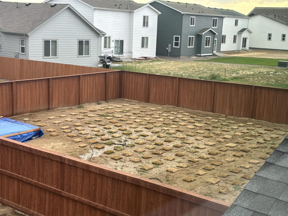 Neighbor planting squares of sod? - Colorado