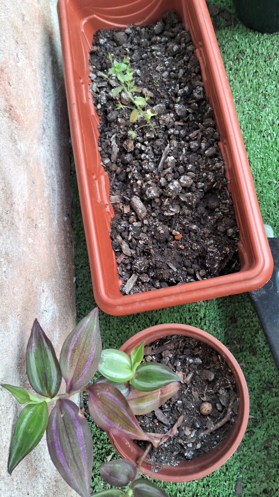 What’s this white thing? Mold? How do I get rid of it? What's this white thing? Mold? How do I get rid of it?