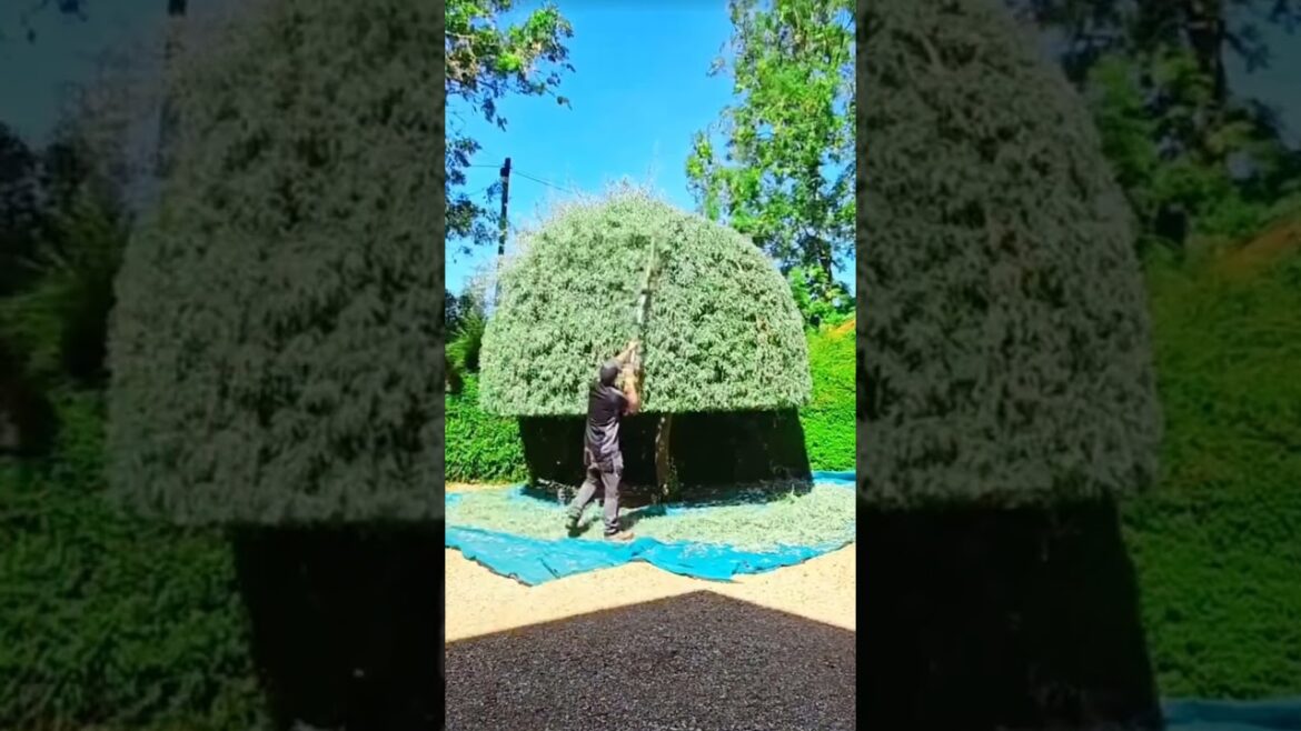 The boy did wonders the owner was stunned #shorts #entertainment #gardening com.miui.home