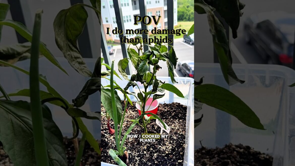 Sometimes we do more harm than good in the garden 😅 #containergarden #gardeningtips