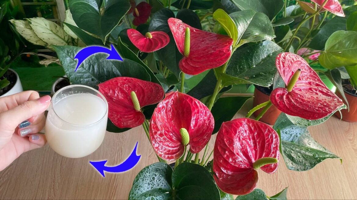 Don't throw them away. Like magic Anthurium blooms endlessly | Natural Fertilizer