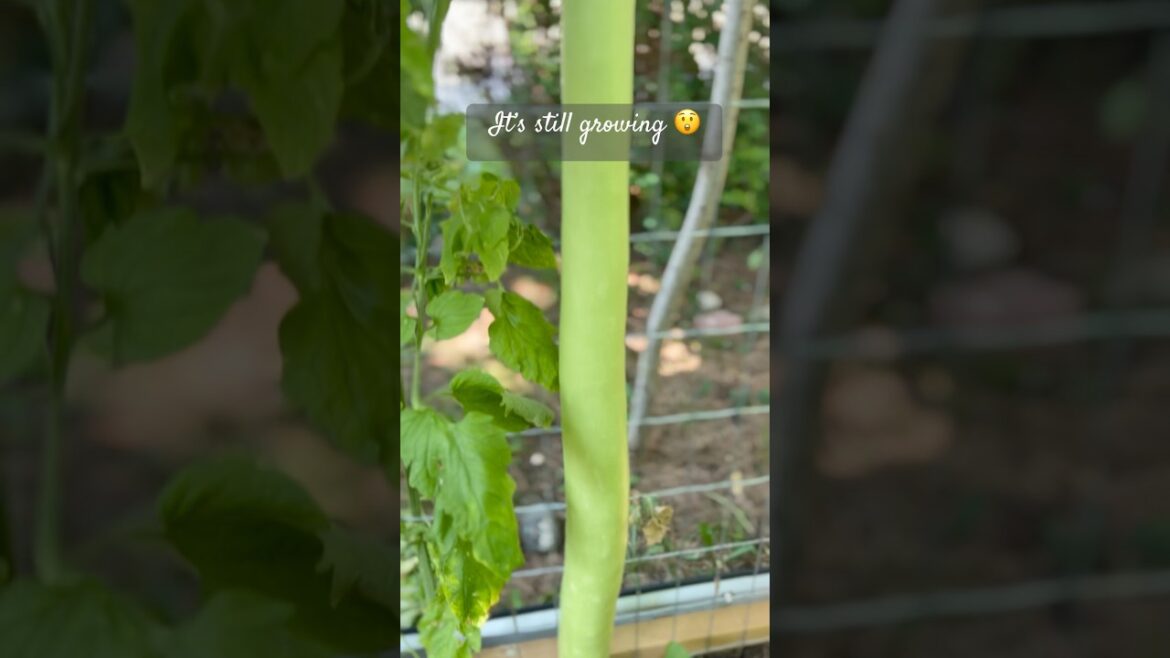We grew the world’s longest gourd