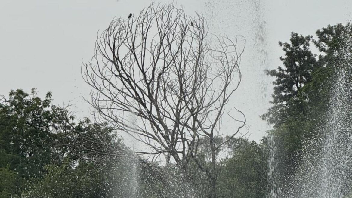 Delhiwale: A tree in Lodhi Garden | Latest News Delhi Delhiwale: A tree in Lodhi Garden | Latest News Delhi