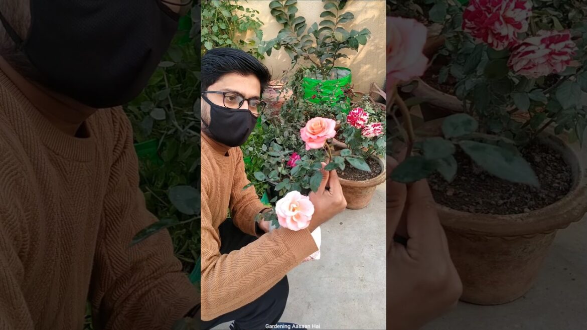 Gulab ke paudhe kaise lagaen || how to repot a new rose plant