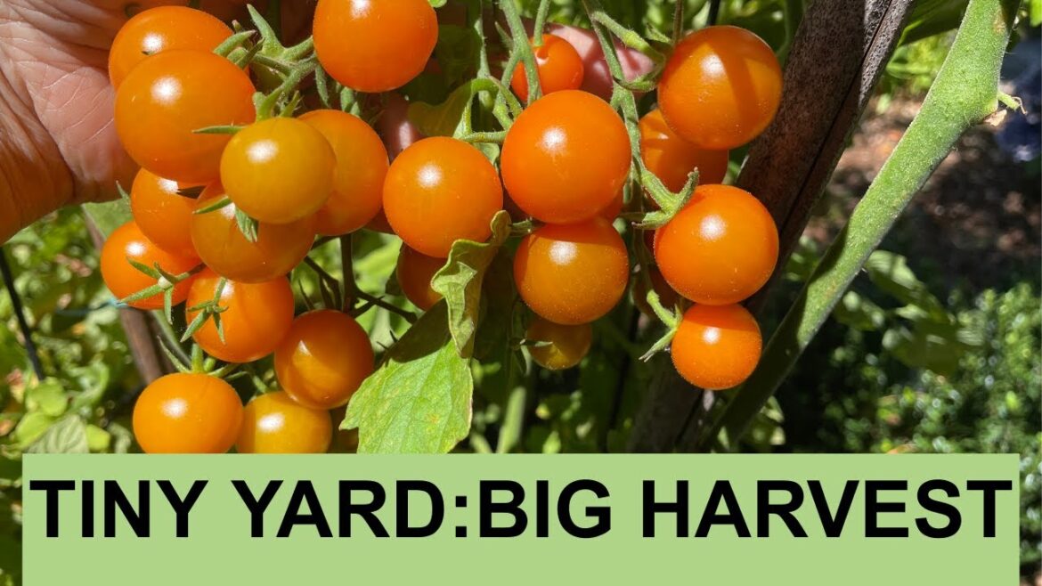 Tiny Front Yard, BIG Harvest: My Best Edible Landscaping Tips